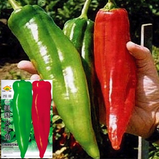 เมล็ดพริกยักษ์ 3 - 4 กรัม (300-400เมล็ด) Big Jim Giant Pepper พริกเขาวัว/พริกเขาแพะ  สายพันธุ์ OP