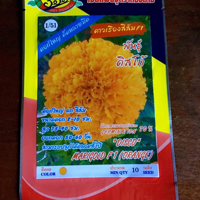 ดาวเรือง ดิสโก้ สีส้ม ดอกใหญ่ (10 เมล็ด)
