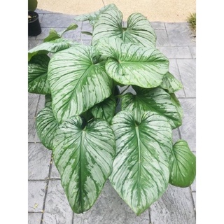 philodendron mamei silver cloud