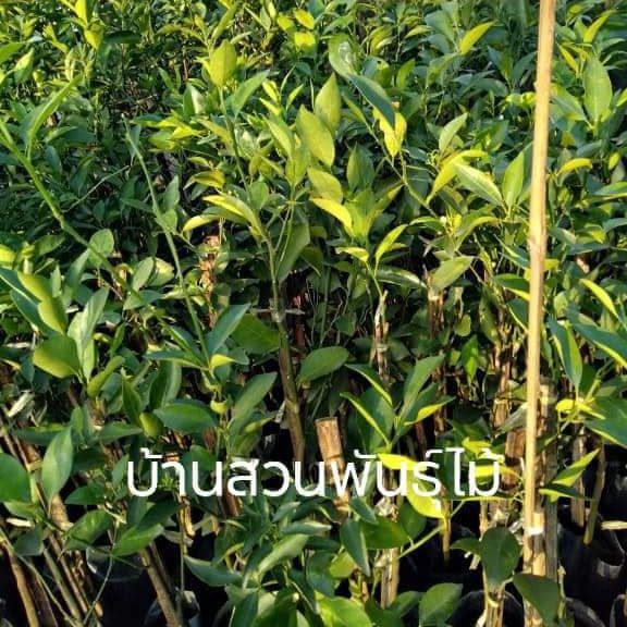 ต้นส้ม พันธุ์โชกุน ไร้เมล็ด ต้นเสียบยอด สูง 50-60 ซม.