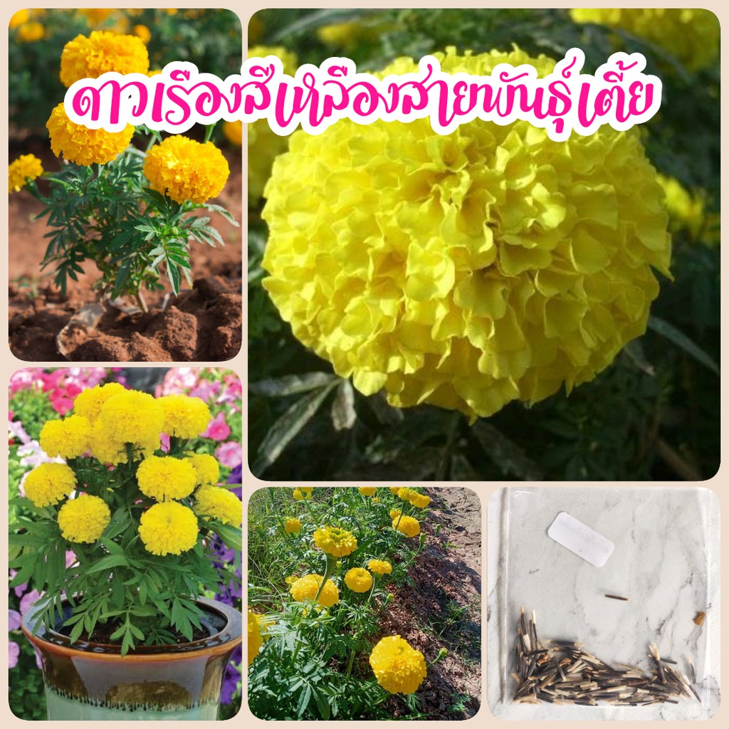 ดาวเรืองสีเหลืองสายพันธุ์เตี้ย 100 เมล็ด