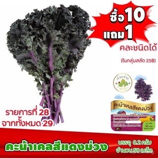 ผู้ผลิตเมล็ดพันธุ์/[10แถม1 มีคู่มือ] เมล็ดพันธุ์ คะน้าเคลสีแดงม่วง scarlet kale ประมาณ 50 เมล/อ/อินทรีย์ คละ สวนครัว ดอก