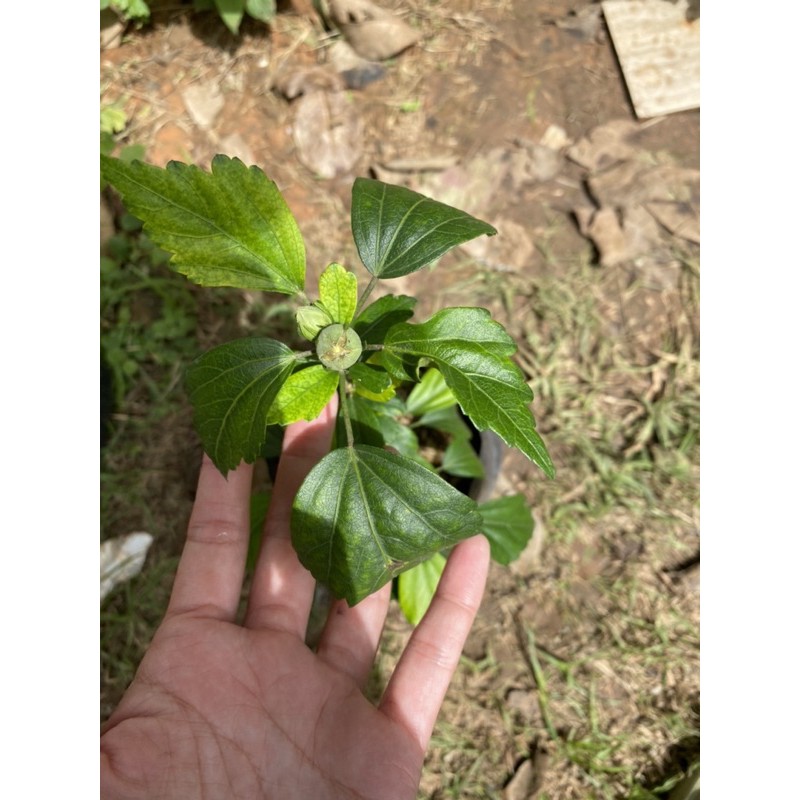 ต้นชบาคาเนชั่น สีม่วง แดง เลี้ยงง่ายโตไวออกดอก ตลอดทั้งปี 🌱 - รูปที่ 2