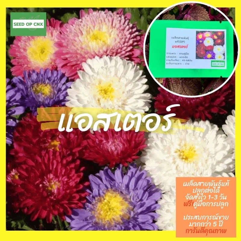 ☘️เมล็ดสายพันธุ์แท้หายาก☘️#แอสเตอร์200เมล็ด แท้💯% [ในร้านมีให้เลือกอีกเยอะมาก❗️]