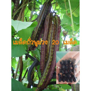 เมล็ดถั่วพูม่วง เมล็ดพันธ์พืชจากสวนธรรมชาติไม่ทำลายพันธุกรรม 20 เมล็ด