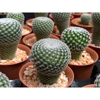 แมมมิลาเลีย เพอเบลล่า mammillaria perbella ไม้เมล็ด แมมนกฮูก