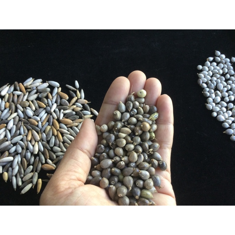 DIY อุปกรณ์เย็บปัก ประดับเครื่องแต่งกายชาวชนเผ่า natural hill tribe millets for diy