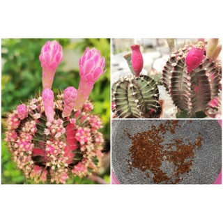 เมล็ดยิมโนด่าง พ่อ  ด่าง  ​ ผสมแม่ pink 60เมล็ด​ แคสตัส castus​ Astrophytum​