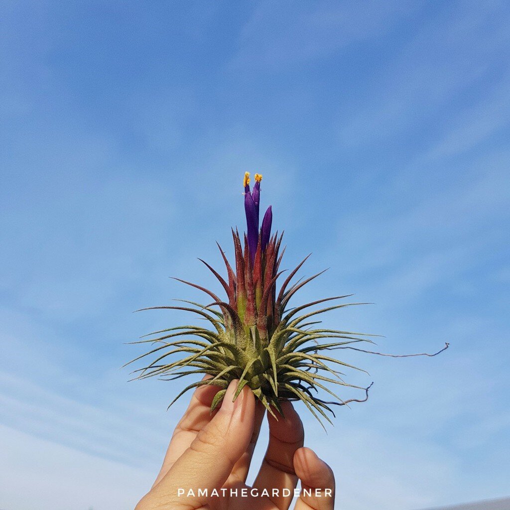 มุมมอง 3