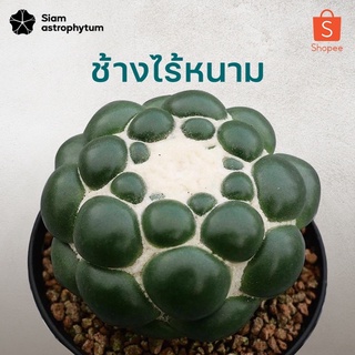 ช้างไร้หนามขายตามขนาดcactusกระบองเพชรsiamastrophytum