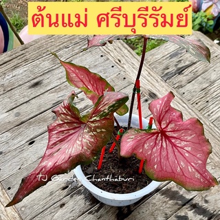 ต้นบอนสี ศรีบุรีรัมย์ รับประกันสายพันธุ์แท้ 100% ไซส์เบบี้