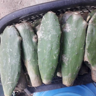 ตอเสมาสำหรับกราฟ ตอละ 25 บาท