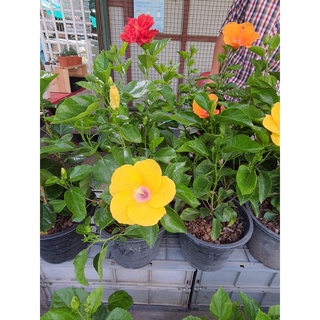 ชบาฮาวายดอกใหญ่สีเหลือง Hibiscus rosa-sinensis L สีเหลือง ใส้ม่วง  ดอกใหญ่มาก สวยมาก กระถาง 10-11 นิ้ว