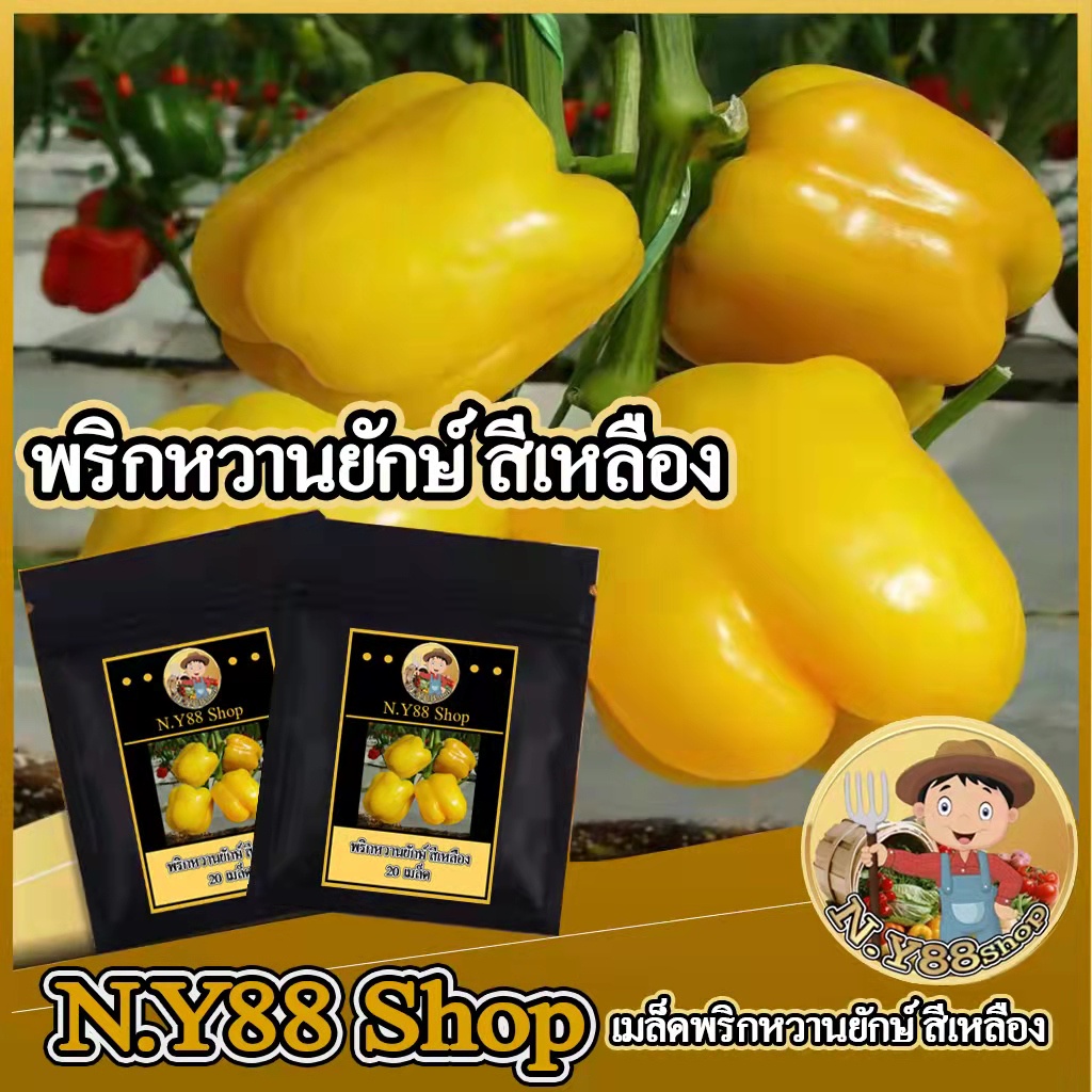 เมล็ดพริกหวานใหญ่ สีเหลืองยักษ์ อเมริกัน 10เมล็ด เมล็ดพันธ์ุนำเข้า อัตตราการงอกสูง สายพันธุ์แท้ สามารถทำพันธุ์ต่อได้