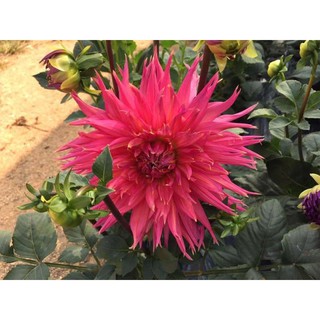 เหง้า หัวไม้ ดอกรักเร่ หรือดอกดาห์เลีย (Dahlia) Dahlia Persian Carpet ดอกใหญ่ สินค้านำเข้า เหง้าแข็งแรงใหญ่