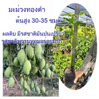 1 ต้น พันธุ์มะม่วงทองดำมะม่วงพื้นบ้านโบราณ รสชาติหวานหอมอร่อยมาก ต้นสูงประมาณ 35-40 ซม.พร้อมส่ง