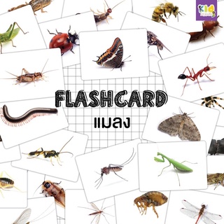 แฟลชการ์ด (flash card) แมลง (Insect) จำนวน 25 ใบ ขนาด A5