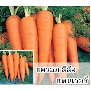 เมล็ดพันธุ์ แครอทสีส้ม (Danver Carrot Seed) หวานทานอร่อยบรรจุ 1000 เมล็ด คุณภาพดี ราคาถูก ของแท้ 100%