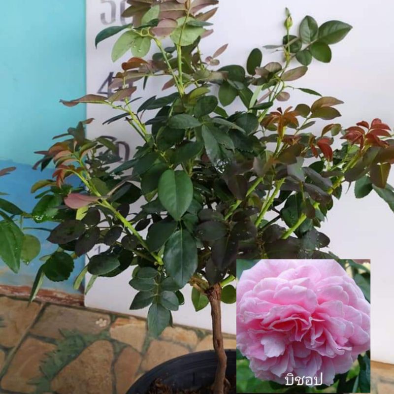 บิชอปBishop's castle กระถาง11นิ้วไซส์ใหญ่พันธุ์พุ่มสูงกึ่งเลื้อย ดอกหอมมากๆ