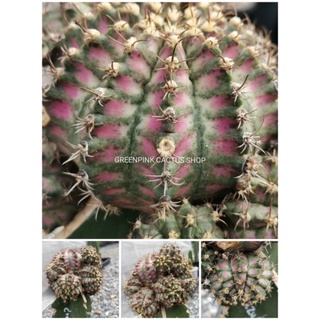 Crazy​ diamond​ หน่อเด็ดสด​ 1​ หน่อ​ Gymno​ Cactus​ ยิมโน​ เครซี่​ ไดมอนด์​ แคคตัส กระบองเพชร​ ไม้อวบน้ำ​ ยิมโนด่าง