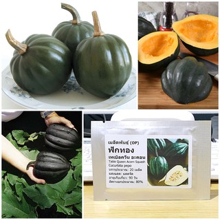 เมล็ดพันธุ์ ฟักทอง เทเบิลควีน อะคอน (Table Queen Acorn Squash Seed) คุณภาพดี ราคาถูก ของแท้ 100%