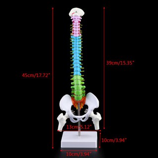 โมเดลกระดูกสันหลังขนาด 45 ซม