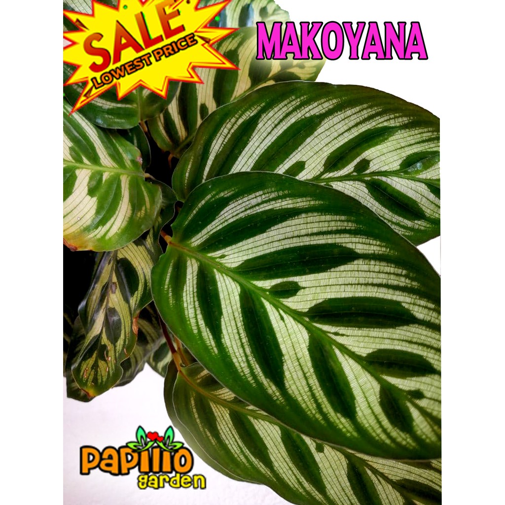 50pcs Calathea Seeds Keladi Indoor Plant House Garden Shopee Thailand