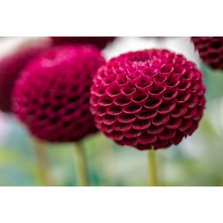 1 หัว/ออเดอร์ รักเร่ Dahlia สายพันธุ์ Pompon หัวรักเร่ ดอกไม้ หัวหน่อ นำเข้า เหง้า เนเธอร์แลน หัวสดใหม่