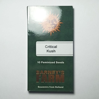 เมล็ดกัญชา Barneys farm Critical Kush 5 feminized cannabis seeds