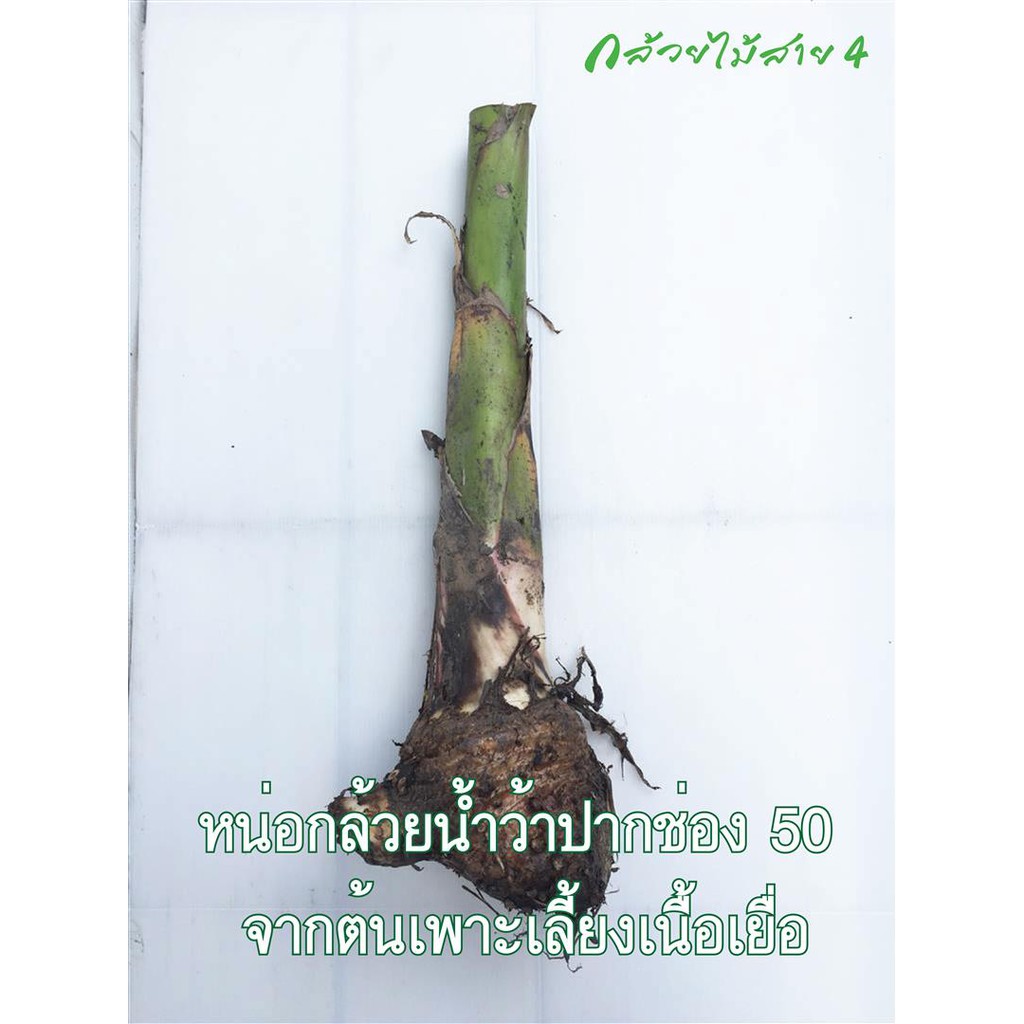 หน่อกล้วยน้ำว้า ปากช่อง 50 (Pisang Awak Banana Shoot) สั่งซื้อได้ไม่เกิน 5 หน่อต่อ 1 คำสั่งซื้อค่ะ