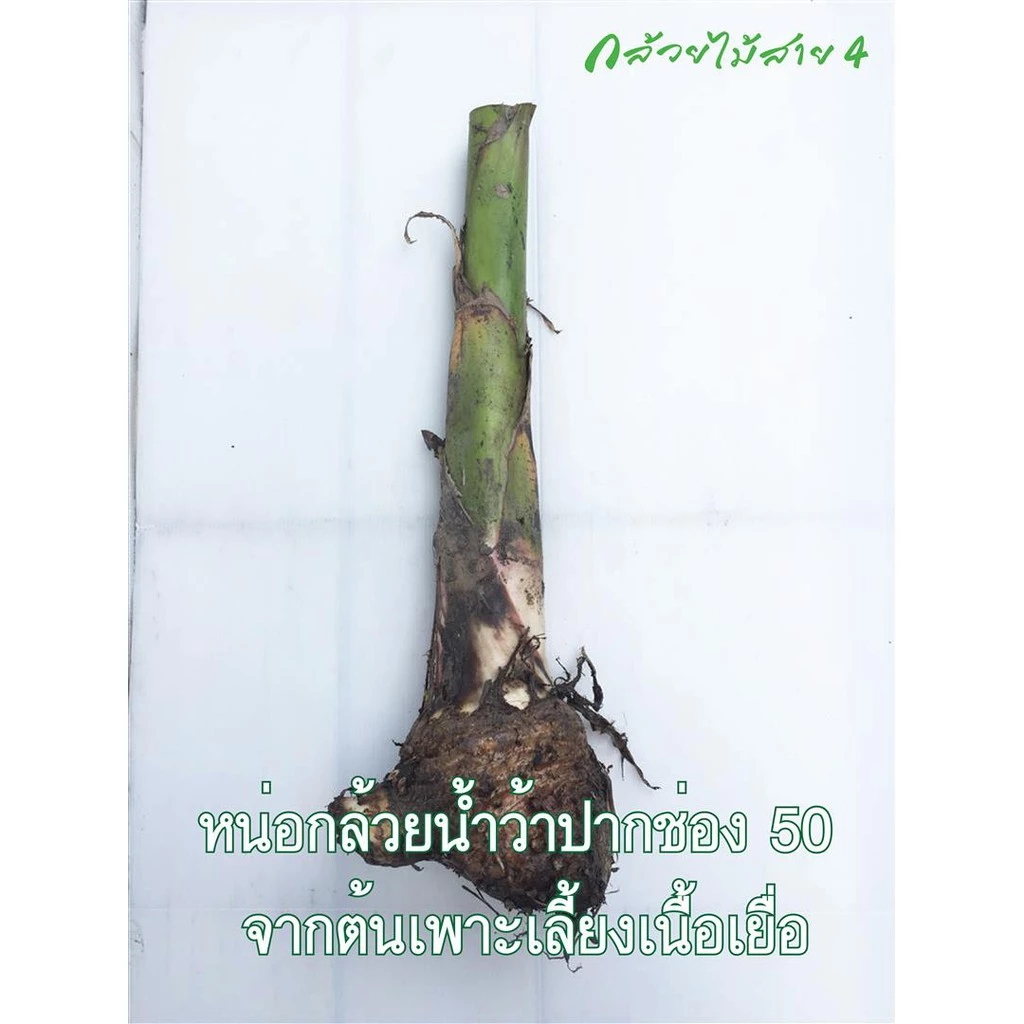 หน่อกล้วยน้ำว้า ปากช่อง 50 (Pisang Awak Banana Shoot) สั่งซื้อได้ไม่เกิน 5 หน่อต่อ 1 คำสั่งซื้อค่ะ