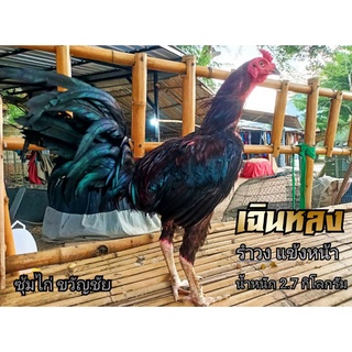 ไข่เชื้อ ไข่ไก่ชน พม่าม้าล่อ เจ้าเฉินหลง ซุ้มไก่ ขวัญชัย