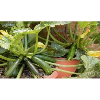 เมล็ดพันธุ์ ซูกินี zucchini 5เมล็ด