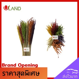 Uland รวงข้าวแห้ง รวงข้าวประดับ รวงข้าวของจริง รวงข้าวจริง ใช้ประดับตกแต่งเพื่อความสวยงาม