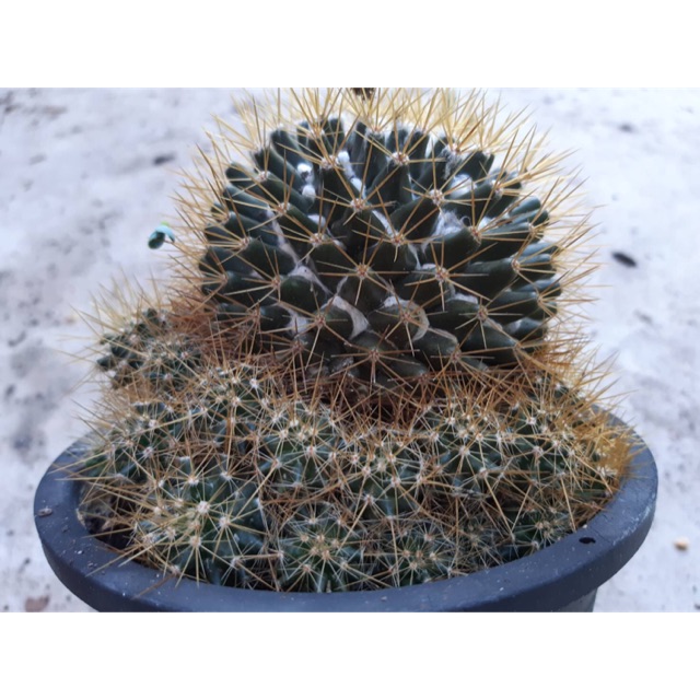 Cactus หน่อเด็ดสดแมมนิโวซ่า (Mammillaria nivosa) ขั้นต่ำ 3 หน่อ
