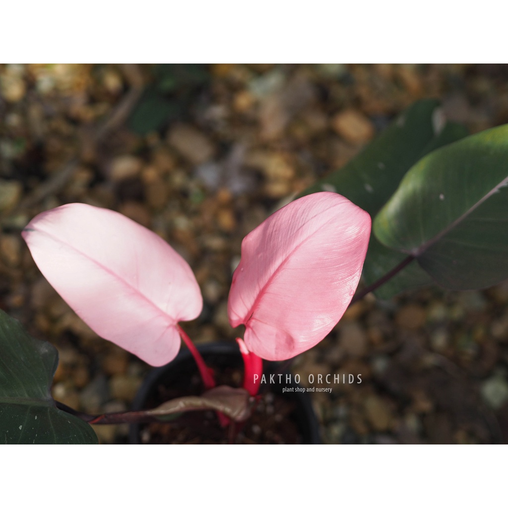 Philodendron pink princess (PPP)