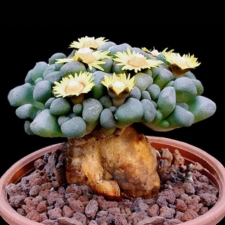 Aloinopsis Schooneesii (อัลลอยนอปซีส ชูนีสซี่)