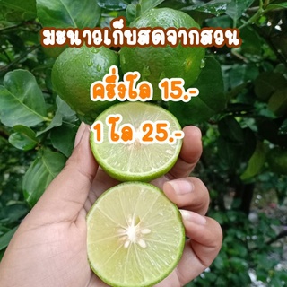 มะนาวสดจากสวน🌿 เก็บสดตามออเดอร์ ✅ปลูกธรรมชาติ❌ไม่ใช่สารเคมี