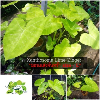 👑ต้นบอนทอง บอนแสงจันทร์ไซส์ตั้งแม่【SIZE-L】Xanthosoma Lime Zinger ไม้กระถาง ไม้ใบ ไม้ฟอกอากาศ👑