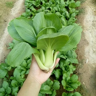 เมล็ดพันธุ์กวางตุ้งฮ่องเต้ 500เมล็ด เมล็ดกวางตุ้งฮ้องเต้นำเข้าพันธุ์ซูโจ เมล็ดพันธุ์แท้สามารถทำพันธุ์ต่อได้