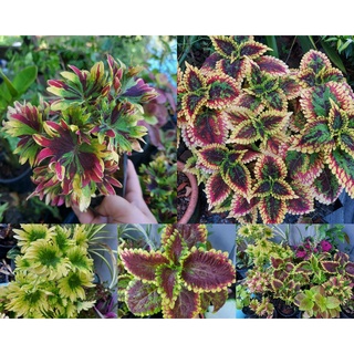 ฤาษีผสมหลายสี กระถาง35