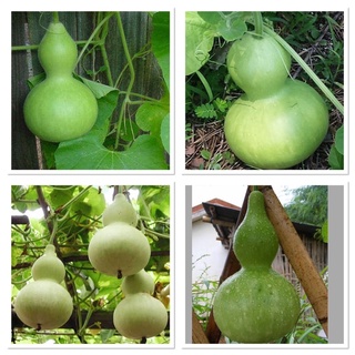 เมล็ดพันธุ์ น้ำเต้าเซียน (Bottle Gourd Seed) บรรจุ 5 เมล็ด ผลอ่อนใช้ประกอบอาหาร ผลแก่ใช้ทำเครื่องประดับหรือเครื่องราง