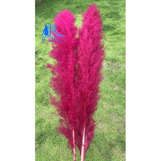 Rarin ดอกเลา (สีชมพู บานเย็น)( จำนวน 1 ก้าน)( ขนาด 70-90 cm.) ราคา 45 บาท ดอกรวมก้าน เป็นดอกไม้ธรรมชาติ  ดอกฟุ้งฟิ้ง