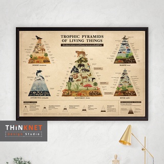 กรอบพีระมิดลำดับการบริโภคอาหารของสิ่งมีชีวิต Trophic Pyramids of Living Things