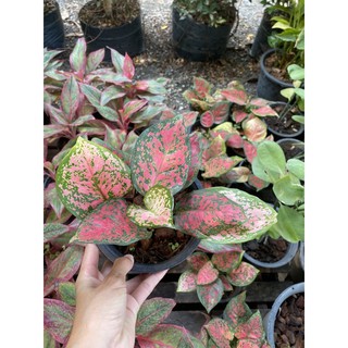 ต้นอัญมณี ไม้มงคล ไม้ใบ อโกลนีมา (Aglaonema)