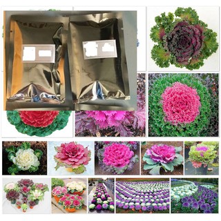 🌼🌺🏵️💮🌸ปูเล่ประดับ คละสี - Osaka Series Mix Ornamental Cabbage  บรรจุชุดละ 10 เมล็ด : ราคา 80 บาท