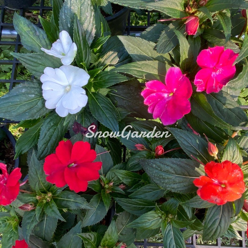 เทียนนิวกินี (มีหลายสี )New Guinea Impatiens ✨ กระถาง6นิ้ว/8นิ้ว