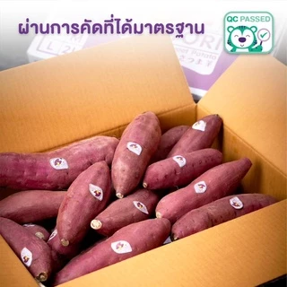 Live 🍠 ShiTori | มันหวานญี่ปุ่น เบนิฮารุกะ ไซส์ L ยกลัง 5 กก. กลิ่นหอม รสชาติหวาน เนื้อฉ่ำ