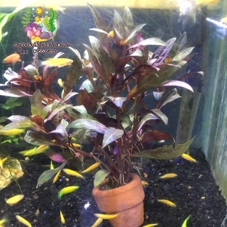 พังพวย “Alternanthera reineckii”🌱🌱