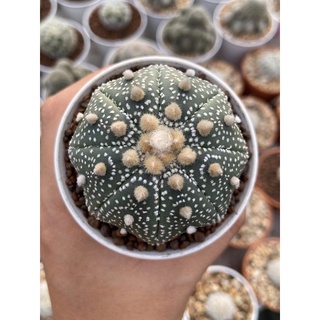 แอสโตร Astrophytum แอสโตรไม้เมล็ด แอสทีเรียส คาบูโตะ ซุปเปอร์คาบูโตะ สตาร์เชฟ